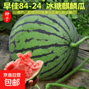 【亏本冲量】西瓜种子西瓜阳台盆栽农家田园瓜种大全各种各样 冰糖麒麟西瓜种子2包约100粒