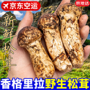 京地达云南香格里拉新鲜松茸礼盒净重1000g单个12+cm出口级源头直发包邮