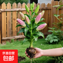 进口重瓣香水百合花种球四季好养开 混色5棵大球【现挖现发】+专用肥