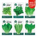 北蔬 蔬菜种子种苗大全生菜香菜菠菜夏秋阳台菜籽 6种叶菜类蔬菜种子