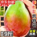 京地达攀枝花红头凯特芒果 净重9斤果王600g+肉厚无丝香甜新鲜水果包邮