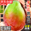 京地达攀枝花凯特芒果 净重9斤巨无霸600g+肉厚无丝香甜新鲜水果包邮