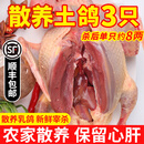 岽鲜 新鲜鸽子肉 新鲜冷冻农家老鸽子土鸽 煲汤烧烤食材 乳鸽生鲜 鸽子3只（每只净400g）