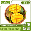 龙多鲜凯特芒 大芒果新鲜时令应季水果当季芒果四川芒果 整箱5斤精选单果400-700g净重4.5斤