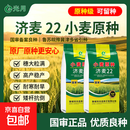 济麦22原种新种子国审抗冻高产稳产小麦种子耐高温正品抗倒伏穗大 5袋（15KG*5袋）