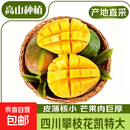 凯特芒果 四川攀枝花芒果当季大青皮黄皮大芒果新鲜水果整箱 净重4.5斤单果300g