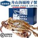 阳澄高高【保鲜不保活】舟山梭子蟹活蟹发货26年东海海捕飞蟹特大 海捕梭子蟹3斤【单只约5-6两，数量约5-6只】