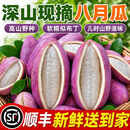 粤迎贵州八月瓜八月炸【顺丰送货上门】麻藤包现摘水果当季新鲜甜糯野 3斤精选大果【单果100g+】净2.0斤