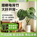 京东绿植【带盆种好】大叶龟背竹室内客厅办公室绿植大盆栽吸甲醛源头直发