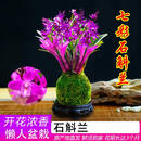 七彩香水石斛兰花四季兰好养绿植浓香型石斛兰绿植净化空气hyy 1盆【带原生盆】