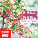 正宗七彩文冠花树苗浓香状元花盆栽庭院地栽五彩文冠果耐寒花卉 10公分粗度2.8米高度左右