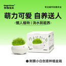 作物生长炸毛刺小白长草娃娃小盆栽幼儿园儿童趣味种植桌面绿植创意礼物