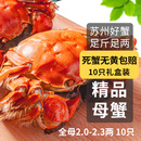 【活蟹】乾澄大闸蟹现货 全母蟹2.0-2.3两 10只 去绳足重鲜活六月黄螃蟹海鲜礼盒装