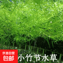 印度小竹节竹节草新手好养耐活懒人阴性鱼缸造景 20支竹节草【送沉环】