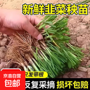 本地韭菜根苗紫根红根宽叶韭菜根农家种植大宽叶老品种四季根苗 20棵 好货成活率高 3厘米