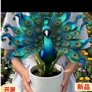 孔雀兰种球浓香型花卉盆栽地栽hyy 5株【精品大号球种】