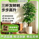 京东绿植【带盆种好】步步高三杆发财树开业送礼乔迁客厅室内好养源头直发