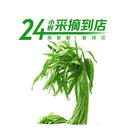 七鲜24小时空心菜 250g