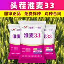 德豫淮麦33头茬新小麦种子国审正品高产大穗抗冻耐寒白麦冬小麦10.5KG 耐寒抗冻【签署正品合同】 原种级可留种【10.5KG】*2袋