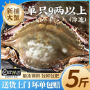 梭子蟹鲜活特大野生舟山大螃蟹海鲜新鲜冷冻海蟹水产飞蟹白蟹顺丰 9两以上/只 【净重5斤 舟山直发 坏单包赔】