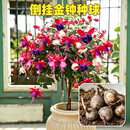 倒挂金钟种球重瓣耐寒花卉gxy 倒挂金钟【30颗】中号种球