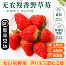 0农残草莓【空运-多地次日达】夏季红颜草莓孕妇宝宝水果 中果 2盒* 15颗/盒【单果20±5g】500g+