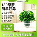京东绿植绿萝盆栽除甲醛花卉绿植办公室新房净化空气180加仑4盆装源头直发
