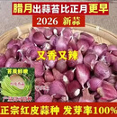 苗充充2026年正宗紫皮大蒜种子红皮大蒜香蒜出蒜苔本蒜薹蒜苗 【早蒜本蒜香蒜土大蒜种子】可食 净重5斤【早熟蒜苔发芽率】