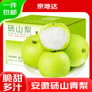 京地达梨砀山皇冠梨新鲜净重9斤单果250g+梨子当季水果源头直发包邮