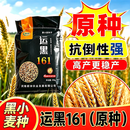运黑161原种黑小麦种子高产易种抗病黑麦粒黑小麦高营养高产稳产 国审黑麦种【营养价值高普麦20%】一袋20斤一袋一亩地
