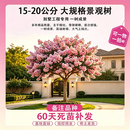 乐途红紫薇花树苗四季种植易活耐寒花卉 紫薇树【20公分粗】源头直发