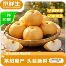 京鲜生正宗山东烟台莱阳秋月梨净重3斤单果300g+  新鲜水果 源头直发
