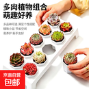 多肉植物组合套餐新手好养懒人绿植居家超萌办公室窗台氛围感盆栽 多肉植物 多肉植物10颗+托架+花盆