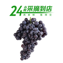 【24小时鲜】地标好物天津茶淀玫瑰香葡萄450g