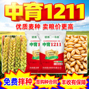 德豫中育1211高产小麦种子大穗白麦抗冻抗病矮杆分蘖强可留种冬小麦 中育1211【厂家直销 一袋一码 可开发票】 21斤*3袋/约种三亩地【厂家直发 优惠15元】