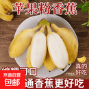京喜加正宗苹果蕉徐闻新鲜香蕉软糯香甜新鲜水果当季 带箱2斤