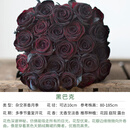 天狼月季【18周年庆】花卉花苗特惠庭院阳台盆栽玫瑰观赏性四季耐寒 【周年庆限时】黑巴克 2.5升扦插
