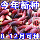 食用洋荷芽种子阳菏四季蔬菜洋荷种苗洋霍阳合洋姜荷洋河种子笋子 洋荷芽种子【1包约100粒】