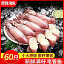 【到手60只】新鲜全籽乌海兔子无沙海兔笔管带籽鱿鱼新鲜 特大海兔【60只】带籽带膏 新品冲量【干净无沙】冷链直发，2盒/900g