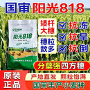 国审阳光818小麦种子15kg抗倒抗冻分蘖强精选原种头茬精播麦正品 阳光818矮杆大穗超高产麦【原种级正品】30斤一袋