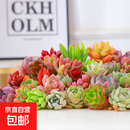多肉植物精选随机一款多肉好养易活桌面绿植【两单及以上发货】1 一颗随机品种多肉植物