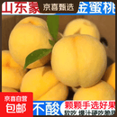 【东东农场专供】山东蒙阴黄桃应季新鲜水果当季黄金蜜脆软 蒙阴黄毛桃单果120g+ 带箱2斤装