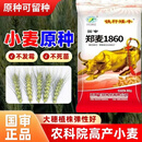郑麦1860原装正品高产小麦种子矮杆大穗抗倒伏冬性小麦抗冻耐旱 30斤/1袋【实惠装】
