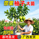 沙田柚子树苗嫁接当年结果特大庭院果苗红心蜜柚纯甜果树带泥带叶 9年苗【品种留言】 70cm(含)-79cm(含)