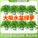 京东绿植绿萝盆栽除甲醛花卉绿植办公室180款加仑自吸水盆8盆装源头直发