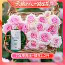 天狼月季花卉花苗特惠庭院花园阳台盆栽玫瑰观赏性四季耐寒新手推荐 【返场】镂玉1.2升+月季专用土70L
