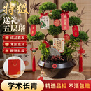 临雅【中秋礼品】五层塔松盆栽造型盆景绿植室内桌面植物乔迁送礼 【学术长青】双颗-塔松高档盆景+送导师推荐