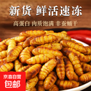 特级金丝蚕蛹鲜活冰冻新鲜活体山东特产商用烧烤火锅生鲜食材批发 特级金丝蚕蛹净重5斤 冰鲜