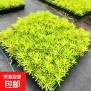 佛甲草耐寒耐热四季长青 佛甲草 40厘米乘以40厘米6方盘（一个平方）