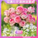 天狼月季花卉花苗特惠庭院阳台盆栽玫瑰观赏性四季耐寒 熔岩 1.2升盆